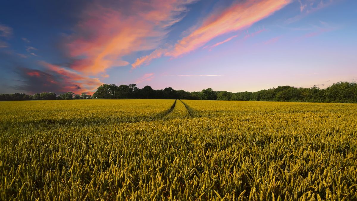 World Food Supplies Threatened by Sixth Mass Extinction